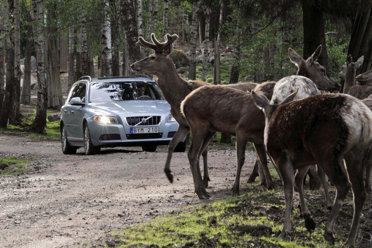 Volvo remt nu ook automatisch voor dieren